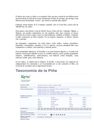 El motivo por el que se cultiva es su exquisito fruto, que nace a partir de una inflorescencia
que brota desde elcentro de la roseta,formada por la unión de sus hojas, que da lugar a una
infrutescencia denominada “sorosis”, que forma la conocida piña tropical.
Cultivada desde tiempos de la Conquista española, sólo en Costa Rica existen más de
380.000 Has. de cultivo.
Otros países como Brasil, Costa de Marfil, Hawai, Africa del Sur, Tailandia, Filipinas y
Malasia, son grandes exportadores de este producto, bien para consumo en fresco,
obtención de su zumo y jugos o para su comercialización confitado en almíbar y enlatado.
La piña asada posee un sabor exquisito. En sus regiones originarias se obtiene, además,
vino y guarapo.
Sus principales componentes son ácido cítrico, ácido málico, enzimas proteolíticas
(bromelina o bromelaína), vitaminas A, B y C, glucosa, sacarosa, abundante fibra cuyo
componente es celuloso, sales minerales y materias grasas.
Posee propiedades digestivas, la bromelina es un gran fermento digestivo y es usada en la
industria cárnica para ablandar la carne. Es también diurética, posee grandes propiedades
nutritivas, antiinflamatorias, antirreumáticas, está indicada contra bronquitis, asma,
enfisema, artritis, gota y otras dolencias.
En uso tópico, se emplea para la limpieza de heridas y ulceraciones. En regímenes de
adelgazamiento ha comenzado a ser recomendada por su alto contenido en fibra, con
sensación de saciedad y por ser ligeramente laxante.
 