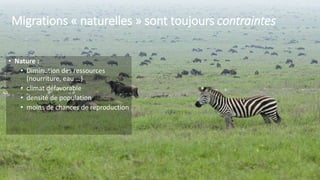 Migrations « naturelles » sont toujours contraintes
• Nature :
• Diminution des ressources
(nourriture, eau …)
• climat défavorable
• densité de population
• moins de chances de reproduction
5
 