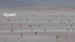 Uyuni
 