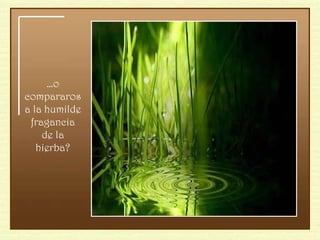 … o compararos a la humilde fragancia de la hierba? 