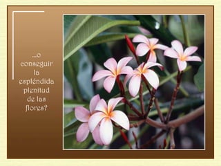 … o conseguir la espléndida plenitud de las flores? 