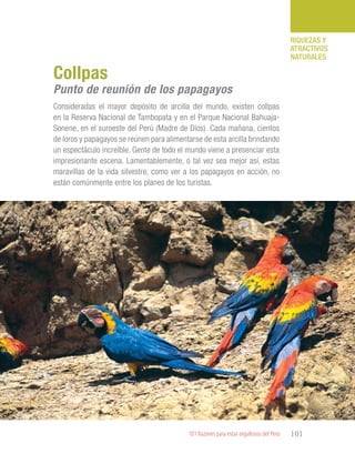 101 Razones para estar orgullosos del Perú 101
RIQUEZAS Y
ATRACTIVOS
NATURALES
Consideradas el mayor depósito de arcilla del mundo, existen collpas
en la Reserva Nacional de Tambopata y en el Parque Nacional Bahuaja-
Sonene, en el suroeste del Perú (Madre de Dios). Cada mañana, cientos
de loros y papagayos se reúnen para alimentarse de esta arcilla brindando
un espectáculo increíble. Gente de todo el mundo viene a presenciar esta
impresionante escena. Lamentablemente, o tal vez sea mejor así, estas
maravillas de la vida silvestre, como ver a los papagayos en acción, no
están comúnmente entre los planes de los turistas.
Collpas
Punto de reunión de los papagayos
 