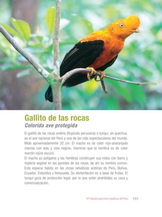 101 Razones para estar orgullosos del Perú 103
RIQUEZAS Y
ATRACTIVOS
NATURALES
El gallito de las rocas andino (Rupicola peruviana) o tunqui, en quechua,
es el ave nacional del Perú y una de las más espectaculares del mundo.
Mide aproximadamente 32 cm. El macho es de color rojo-anaranjado
intenso con alas y cola negros, mientras que la hembra es de color
marrón rojizo oscuro.
El macho es polígamo y las hembras construyen sus nidos con barro y
materia vegetal en las paredes de las rocas, de ahí su nombre común.
Esta especie habita en las zonas selváticas andinas de Perú, Bolivia,
Ecuador, Colombia y Venezuela. Su alimentación es a base de frutas. El
tunqui goza de protección legal, por lo que están prohibidas su caza y
comercialización.
Gallito de las rocas
Colorida ave protegida
 