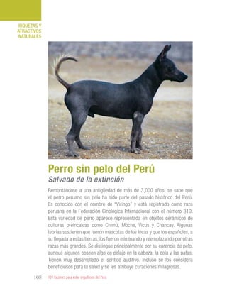 101 Razones para estar orgullosos del Perú108
RIQUEZAS Y
ATRACTIVOS
NATURALES
Remontándose a una antigüedad de más de 3,000 años, se sabe que
el perro peruano sin pelo ha sido parte del pasado histórico del Perú.
Es conocido con el nombre de “Viringo” y está registrado como raza
peruana en la Federación Cinológica Internacional con el número 310.
Esta variedad de perro aparece representada en objetos cerámicos de
culturas preincaicas como Chimú, Moche, Vicus y Chancay. Algunas
teorías sostienen que fueron mascotas de los Incas y que los españoles, a
su llegada a estas tierras, los fueron eliminando y reemplazando por otras
razas más grandes. Se distingue principalmente por su carencia de pelo,
aunque algunos poseen algo de pelaje en la cabeza, la cola y las patas.
Tienen muy desarrollado el sentido auditivo. Incluso se los considera
beneficiosos para la salud y se les atribuye curaciones milagrosas.
Perro sin pelo del Perú
Salvado de la extinción
 