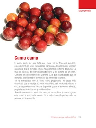 101 Razones para estar orgullosos del Perú 25
GASTRONOMÍA
El camu camu es una fruta que crece en la Amazonía peruana,
especialmente en áreas inundables o pantanosas. El árbol puede alcanzar
una altura de 2 a 3 metros y tiene hojas grandes en forma de pluma. La
fruta es esférica, de color anaranjado suave y del tamaño de un limón.
Contiene un alto contenido de vitamina C, lo que ha provocado que su
demanda sea elevada en el mercado de productos naturales.
Se ha demostrado que el camu camu proporciona 30 veces más
vitamina C que la naranja, 10 veces más hierro, tres veces más niacina y
cincuenta por ciento más fósforo. Es por ello que se le atribuyen, además,
propiedades antioxidantes y antidepresivas.
Se están comenzando a estudiar métodos para cultivar en otros lugares
este nuevo e importante recurso de la selva tropical que hoy sólo se
produce en la Amazonía.
Camu camu
 