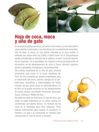 101 Razones para estar orgullosos del Perú 31
GASTRONOMÍA
En la selva amazónica peruana, así como en los Andes, se han descubierto
varias plantas medicinales y sus beneficios son mundialmente conocidos.
Una de ellas, la maca, es una planta cultivada en la zona andina, a
altitudes que varían entre los 3,800 y 4,800 msnm. En el Tahuantinsuyo
estaba considerada un alimento de la nobleza, es decir, fuera del alcance
de las mayorías. En la actualidad, los mayores centros de producción se
encuentran en los departamentos de Junín y Pasco. Alimento superior,
posee propiedades energéticas y reconstituyentes.
Otra planta importante es la uña de gato (Uncaria
tomentosa), que crece en la zonas selváticas del
Perú. Es muy conocida por poseer propiedades para
el tratamiento del asma, resfríos, alergias en la piel,
afecciones reumáticas y enfermedades del tracto
urinario, ya que actúa como un antiinflamatorio. En
el Perú se la puede encontrar en los departamentos
de Loreto, Ucayali, San Martín, Amazonas, Ayacucho,
Cusco, Huánuco y Madre de Dios.
No podemos dejar de mencionar la hoja de coca, que
juega un papel importante en la cultura andina. Es
considerada una planta divina y en tiempos de los
incas se la reservaba para ritos religiosos. Tiene
efectos estimulantes para superar el cansancio, el
hambre y la sed y es consumida en infusión para
contrarrestar el “mal de altura” o soroche.
Hoja de coca, maca
y uña de gato
 