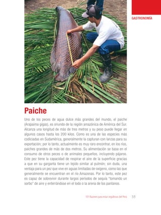 101 Razones para estar orgullosos del Perú 35
GASTRONOMÍA
Uno de los peces de agua dulce más grandes del mundo, el paiche
(Arapaima gigas), es oriundo de la región amazónica de América del Sur.
Alcanza una longitud de más de tres metros y su peso puede llegar en
algunos casos hasta los 200 kilos. Como es una de las especies más
codiciadas en Sudamérica, generalmente la capturan con lanzas para su
exportación; por lo tanto, actualmente es muy raro encontrar, en los ríos,
paiches grandes de más de dos metros. Su alimentación se basa en el
consumo de otros peces o de animales pequeños, incluyendo pájaros.
Este pez tiene la capacidad de respirar el aire de la superficie gracias
a que en su garganta tiene un tejido similar al pulmón; sin duda, una
ventaja para un pez que vive en aguas limitadas de oxígeno, como las que
generalmente se encuentran en el río Amazonas. Por lo tanto, este pez
es capaz de sobrevivir durante largos períodos de sequía “tomando un
sorbo” de aire y enterrándose en el lodo o la arena de los pantanos.
Paiche
 