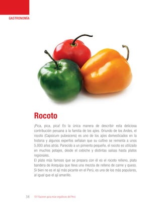 101 Razones para estar orgullosos del Perú38
GASTRONOMÍA
¡Pica, pica, pica! Es la única manera de describir esta deliciosa
contribución peruana a la familia de los ajíes. Oriundo de los Andes, el
rocoto (Capsicum pubescens) es uno de los ajíes domesticados en la
historia y algunos expertos señalan que su cultivo se remonta a unos
5,000 años atrás. Parecido a un pimiento pequeño, el rocoto es utilizado
en muchos potajes, desde el cebiche y distintas salsas hasta platos
regionales.
El plato más famoso que se prepara con él es el rocoto relleno, plato
bandera de Arequipa que lleva una mezcla de relleno de carne y queso.
Si bien no es el ají más picante en el Perú, es uno de los más populares,
al igual que el ají amarillo.
Rocoto
 