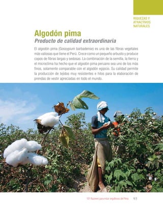 101 Razones para estar orgullosos del Perú 93
RIQUEZAS Y
ATRACTIVOS
NATURALES
El algodón pima (Gossypium barbadense) es una de las fibras vegetales
más valiosas que tiene el Perú. Crece como un pequeño arbusto y produce
copos de fibras largas y sedosas. La combinación de la semilla, la tierra y
el microclima ha hecho que el algodón pima peruano sea uno de los más
finos, solamente comparable con el algodón egipcio. Su calidad permite
la producción de tejidos muy resistentes e hilos para la elaboración de
prendas de vestir apreciadas en todo el mundo.
Algodón pima
Producto de calidad extraordinaria
 