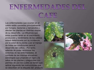 Las enfermedades que ocurren en el
cafeto están causadas principalmente
por hongos, bacterias y nematodos y
afectan las plantas en distintas etapas
de su desarrollo. La influencia que
éstas puedan tener en el crecimiento,
producción y rendimiento de los cafetos
estará determinada por su incidencia,
por la edad de la planta y por el manejo
de todas las condiciones para el
desarrollo del cultivo. Por tanto,
además de poder reconocer los
síntomas de las enfermedades, el
combate de las mismas envuelven
estrategias que propicien el vigor y la
salud de las plantas y plaguicidas con
permiso de uso los cuales se tienen que
aplicar siguiendo las instrucciones que
se describen en la etiqueta del producto

 