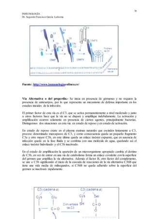 36
INMUNOLOGÍA
Dr. Segundo Francisco García Ledesma
Fuente: http://www.inmunologíaenlinea.es/
Vía Alternativa o del properdín.- Se inicia en presencia de gérmenes y no requiere la
presencia de anticuerpos, por lo que representa un mecanismo de defensa importante en los
estadios iniciales de la infección.
El primer factor de esta vía es el C3, que se activa permanentemente a nivel moderado y junto
a otros factores hace que la vía no se dispare y amplifique indebidamente. La activación y
amplificación ocurren solamente en presencia de ciertos agentes, principalmente bacterias.
Distinguimos dos situaciones en esta vía: en estado de reposo y en estado de activación.
En estado de reposo existe en el plasma enzimas naturales que escinden lentamente a C3,
proceso denominado marcapasos de C3, y como consecuencia queda un pequeño fragmento
C3a y otro mayor C3b, en este último queda un enlace tioéster expuesto, que en ausencia de
infección queda en la fase fluida y se combina con una molécula de agua, quedando así el
enlace tioéster hidrolizado y el C3b inactivado.
En el estado de amplificación la aparición de un microorganismo apropiado cambia el destino
de C3b, en vez de entrar en una vía de catabolismo forma un enlace covalente con la superficie
del germen que amplifica la vía alternativa. Además el factor B, otro factor del complemento,
se une a C3b significando el inicio de la cascada de reacciones de la vía alternativa C3bB que
tiene una vida media de milisegundos, si C3bB no queda adherido sobre la superficie del
germen se inactivará rápidamente.
 