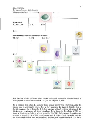 4
INMUNOLOGÍA
Dr. Segundo Francisco García Ledesma
CélulapluripotencialIL - 1
IL-3 GM-CSF
IL-3GM-CSF IL-3 IL-7 IL-11
IL-3
Célula en veloMonoblastoMieloblastoLinfoblasto
M-CSF G-CSF IL-6 IL-7
IL-12
IL-5 IL-4 IL-9 IL-4
Los primeros factores en actuar sobre la célula basal para estimular su proliferación son: la
hemopoyetina, conocida también como IL-1 y la interleuquina 3 (IL-3).
En la segunda fase actúan la hormona tímica llamada timopoyetina y la bursapoyetina las
mismas que en cooperación con las ÍL-3 e IL-4 generarán las líneas de linfocitos timo y
bursadependientes. En el desarrollo de la línea mieloide actúan 3 proteínas diferentes de las
interleuquinas mencionadas, el factor estimulador de la formación de colonias (CSF), un
factor M de diferenciación hacia la líneas monocítica (M-CSF), finalmente otro factor G que da
origen a la granulocítica (G-CSF); posteriormente para la producción de eosinófilos participa
en forma especial laIL-5; para los mastocitos y basófilos juega papel importante la IL-4. De la
 