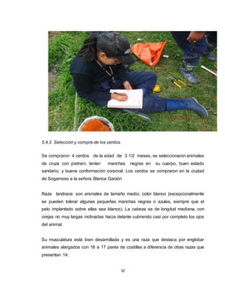 32
5.4.3 Selección y compra de los cerdos.
Se compraron 4 cerdos de la edad de 3 1/2 meses, se seleccionaron animales
de cruza con pietrain, tenían manchas negras en su cuerpo, buen estado
sanitario, y buena conformación corporal. Los cerdos se compraron en la ciudad
de Sogamoso a la señora Blanca Garzón
Raza landrace: son animales de tamaño medio, color blanco (excepcionalmente
se pueden tolerar algunas pequeñas manchas negras o azules, siempre que el
pelo implantado sobre ellas sea blanco). La cabeza es de longitud mediana, con
orejas no muy largas inclinadas hacia delante cubriendo casi por completo los ojos
del animal.
Su musculatura está bien desarrollada y es una raza que destaca por englobar
animales alargados con 16 a 17 pares de costillas a diferencia de otras razas que
presentan 14.
 