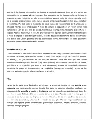 Muchos de los huesos del esqueleto son huecos, presentando cavidades llenas de aire, siendo una
continuación de los sacos aéreos internos. Esta adaptación de los huesos en forma de tubo, le
proporciona mayor resistencia (un tubo es más resis tente que una varilla del mismo material y peso),
por lo que esta estas cavidades en los huesos son una forma muy exitosa para reducir peso, sin reducir
la resistencia. Por otra parte, la resistencia de estos huesos se ve aumentada por la presencia de
refuerzos internos óseos (trabéculas). A modo de ejemplo, el esqueleto de un roedor común (rata)
representa el 5,6% del peso total del cuerpo, mientras que en una paloma, representa sólo en 4,4% de
su peso. Además de disminuir el peso, las proporciones del e squeleto se encuentran modificadas para
el vuelo. Si el peso es soportado por las alas, el centro de gravedad del animal deberá encontrarse a
nivel de l as alas. La cola pesada y larga de los reptiles se elimina, reduciéndose las partes posteriores
del cuerpo, viéndose desplazadas hacia adelante.
SISTEMA MUSCULAR
Como consecuencia de la fusión de casi todas las vértebras torácicas y lumbares, los músculos dorsales
son menos necesarios, reduciendo su tamaño. El vuelo, como medio principal de locomoción requiere,
sin embargo, un gran desarrollo de los músculos ventrales. Entre las aves que han perdido
secundariamente la capacidad de vuelo (p. ej. pavos, gallinas), aún conservan los músculos pectorales,
que debido al poco ejercicio que llevan a cabo son tiernos y suaves, no presentando abundante
suministro de sangre ni almacenamiento de mioglobina (hemoglobina muscular), propios de los
músculos pectorales potentes adaptados al vuelo (p. ej. patos).
PIEL
La piel de las aves, como la de otros vertebrados, se encuentra formada por una dermis y una
epidermis, que generalmente es muy delgada. Las aves no presentan glándulas epiteliales, con
excepción de la glándula uropigial o limpiadora, que se encuentra en prácticamente todas las
especies de aves. Esta glándula se encuentra cercan a la cola. Produce ceras y aceites que son
aplicados a las plumas para su limpieza e impermeabilización. En las aves acuáticas se encuentra
especialmente desarrollada, utilizando la secreción de esta glándula para impermeabilización del
plumaje. Las especies que no presentan esta glándula son: avestruces, cotorras, avutardas, palomas,
casuares, anhingas y biguáes.
 