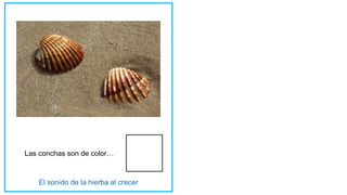 Las conchas son de color…
 