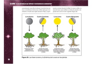 LA LUNA “EL SOL NOCTURNO EN LOS TRÓPICOS Y SU INFLUENCIA EN LA AGRICULTURA”

                          concretamente como ellos lo afirman, la acción de las ma-    menta un retraso durante el reflujo. La causa se debe a la
                          reas, se manifiesta en forma muy visible, dado que el cre-   atracción lunar, que establece un ritmo de presión y de-
                          cimiento es mucho más rápido durante el flujo y experi-      presión de la savia en estos vegetales (Figura 26).




70
                          Figura 26. Las fases lunares y la dinámica de la savia en las plantas
 