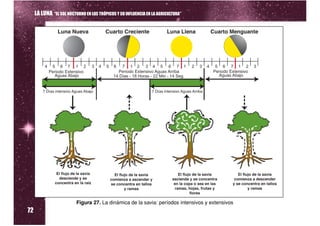 LA LUNA “EL SOL NOCTURNO EN LOS TRÓPICOS Y SU INFLUENCIA EN LA AGRICULTURA”




72
                          Figura 27. La dinámica de la savia: períodos intensivos y extensivos
 