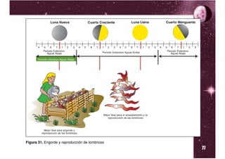 77
Figura 31. Engorde y reproducción de lombrices
 