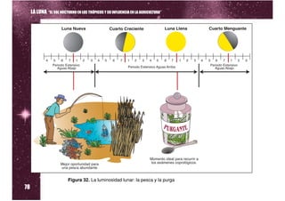LA LUNA “EL SOL NOCTURNO EN LOS TRÓPICOS Y SU INFLUENCIA EN LA AGRICULTURA”




78
                          Figura 32. La luminosidad lunar: la pesca y la purga
 