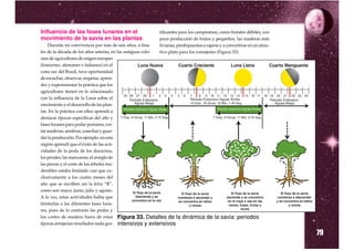 Influencia de las fases lunares en el               tificantes para los campesinos, como frutales débiles, con
movimiento de la savia en las plantas               poca producción de frutos y pequeños, las maderas más
    Durante mi convivencia por más de seis años, a fina-
                                                    livianas, predispuestas a rajarse y a convertirse en un atrac-
les de la década de los años setenta, en las antiguas colo-
                                                    tivo plato para los comejenes (Figura 33).
nias de agricultores de origen europeo
(franceses, alemanes e italianos) en el
cono sur del Brasil, tuve oportunidad
de escuchar, observar, respetar, apren-
der y experimentar la práctica que los
agricultores tienen en lo relacionado
con la influencia de la Luna sobre el
crecimiento y el desarrollo de las plan-
tas. En la práctica con ellos aprendí a
destacar épocas específicas del año y
fases lunares para podar pomares, cor-
tar maderas, sembrar, cosechar y guar-
dar la producción. Por ejemplo, en esta
región aprendí que el éxito de las acti-
vidades de la poda de los duraznos,
los perales, las manzanas, el arreglo de
las parras y el corte de los árboles ma-
derables estaba limitado casi que ex-
clusivamente a los cuatro meses del
año que se escriben sin la letra “R”,
como son mayo, junio, julio y agosto.
A la vez, estas actividades había que
limitarlas a las diferentes fases luna-
res, pues de lo contrario las podas y
los cortes de madera fuera de estas Figura 33. Detalles de la    dinámica de la savia: periodos
épocas arrojarían resultados nada gra- intensivos y extensivos

                                                                                                                     79
 