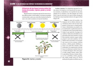 LA LUNA “EL SOL NOCTURNO EN LOS TRÓPICOS Y SU INFLUENCIA EN LA AGRICULTURA”

                          Influencia de las fases lunares sobre las                           Acodos e injertos: Los campesinos ejecutan los aco-
                          tareas de acodar, injertar, podar y cortar                      dos aéreos y los injertos, en la mayoría de los casos, en-
                          madera                                                          tre creciente y el plenilunio, en el período de tres días
                              Regularmente los campesinos ejecutan las tareas de aco-     después de la creciente y tres días después de la luna
                          dar, injertar, podar y cortar madera, ya sea para sus propias   llena, lo que da siete días en los que el índice de pega de
                          construcciones o para usar como leña, durante las fases lu-     los injertos es mayor (período intensivo de aguas arriba)
                          nares a las cuales se ajustan con mayores beneficios.           (Figura 35).
                                                                                                                  Podas: La tarea de las podas y las
                                                                                                             limpiezas de los árboles enfermos las
                                                                                                             centralizan entre la fase de luna men-
                                                                                                             guante y la luna nueva, evitando pudri-
                                                                                                             ciones y obteniéndose una rápida y me-
                                                                                                             jor cicatrización. La plena luna nueva es
                                                                                                             considerada como la fase donde todo se
                                                                                                             limpia, lo que equivale a la purga en la
                                                                                                             medicina. Todas estas actividades no son
                                                                                                             ejecutadas entre luna creciente y la luna
                                                                                                             llena (período intensivo aguas arriba),
                                                                                                             porque la savia de las plantas o de los
                                                                                                             árboles está en los brotes o en las partes
                                                                                                             más nuevas de las mismas; muchas
                                                                                                             plantas o árboles pueden debilitarse y
                                                                                                             morir si no están bien nutridos y bien
                                                                                                             fortificados. En compensación, esta fase
                                                                                                             lunar es la ideal para cosechar frutos en
                                                                                                             su estado más jugoso, tales como papa-
                                                                                                             ya, piña, mango, mamey, caimo, zapo-
                                                                                                             te, guanábana, limones, tomates, duraz-
                                                                                                             no, uva, carambola, ciruela, guayaba,
                                                                                                             lulo, melón, sandía, mora, etc. Para la
                                                                                                             realización de podas en árboles nuevos,

82
                          Figura 35. Injertos y acodos
 