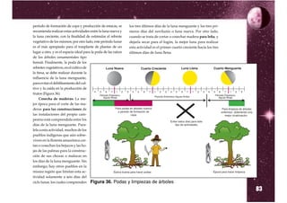 período de formación de copa y producción de estacas, se         los tres últimos días de la luna menguante y los tres pri-
recomienda realizar estas actividades entre la luna nueva y      meros días del novilunio o luna nueva. Por otro lado,
la luna creciente, con la finalidad de estimular el rebrote      cuando se trata de cortar o cosechar madera para leña, y
vegetativo de los mismos; por otro lado, este período lunar      dejarla secar para el fogón, la mejor luna para realizar
es el más apropiado para el trasplante de plantas de un          esta actividad es el primer cuarto creciente hacia los tres
lugar a otro, y es el espacio ideal para la poda de las raíces   últimos días de luna llena.
de los árboles ornamentales tipo
bonsái. Finalmente, la poda de los
rebrotes vegetativos, en el cultivo de
la fresa, se debe realizar durante la
influencia de la luna menguante,
para evitar el debilitamiento del cul-
tivo y la caída en la producción de
frutos (Figura 36).
     Cosecha de maderas: La me-
jor época para el corte de las ma-
deras para las construcciones de
las instalaciones del propio cam-
pesino está comprendida entre los
días de la luna menguante. Para-
lela a esta actividad, muchos de los
pueblos indígenas que aún sobre-
viven en la floresta amazónica cor-
tan o cosechan los bejucos y las ho-
jas de las palmas para la construc-
ción de sus chozas o malocas en
los días de la luna menguante. Sin
embargo, hay otros pueblos en la
misma región que limitan esta ac-
tividad solamente a seis días del
ciclo lunar, los cuales comprenden Figura 36. Podas

                                                                                                                               83
                                                                 y limpiezas de árboles
 