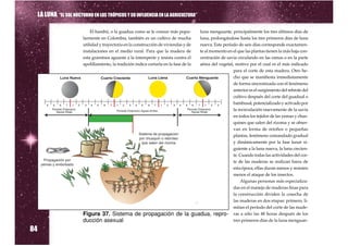 LA LUNA “EL SOL NOCTURNO EN LOS TRÓPICOS Y SU INFLUENCIA EN LA AGRICULTURA”

                                     El bambú, o la guadua como se le conoce más popu-                    luna menguante, principalmente los tres últimos días de
                                 larmente en Colombia, también es un cultivo de mucha                     luna, prolongándose hasta los tres primeros días de luna
                                 utilidad y trayectoria en la construcción de viviendas y de              nueva. Este período de seis días corresponde exactamen-
                                 instalaciones en el medio rural. Para que la madera de                   te al momento en el que las plantas tienen la más baja con-
                                 esta gramínea aguante a la intemperie y resista contra el                centración de savia circulando en las ramas o en la parte
                                 apolillamiento, la tradición indica cortarla en la fase de la            aérea del vegetal, motivo por el cual es el más indicado
                                                                                                                            para el corte de esta madera. Otro he-
                                                                                                                            cho que se manifiesta inmediatamente
                                                                                                                            de forma sincronizada con el fenómeno
                                                                                                                            anterior es el surgimiento del rebrote del
                                                                                                                            cultivo después del corte del guadual o
                                                                                                                            bambusal, potencializado y activado por
                                                                                                                            la recirculación nuevamente de la savia
         4   5   6   7   1   2    3   4   5   6   7   1   2   3   4   5   6   7   1   2   3   4   5   6 7    1   2 3


                                                                                                                            en todos los tejidos de las yemas y chus-
                                                                                                                            quines que salen del rizoma y se obser-
                                                                                                                            van en forma de retoños o pequeñas
                                                                                                                            plantas, fenómeno comandado gradual
                                                                                                                            y dinámicamente por la fase lunar si-
                                                                                                                            guiente a la luna nueva, la luna crecien-
                                                                                                                            te. Cuando todas las actividades del cor-
                                                                                                                            te de las maderas se realizan fuera de
                                                                                                                            esta época, ellas duran menos y resisten
                                                                                                                            menos el ataque de los insectos.
                                                                                                                                 Algunas personas más especializa-
                                                                                                                            das en el manejo de maderas finas para
                                                                                                                            la construcción dividen la cosecha de
                                                                                                                            las maderas en dos etapas: primero, li-
                                                                                                                            mitan el período del corte de las made-
                                 Figura 37. Sistema de propagación de la                              guadua, repro- ras a sólo las 48 horas después de los
                                                                                                                            tres primeros días de la luna menguan-

84
                                 ducción asexual
 