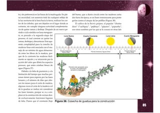 te y de preferencia en las horas de la madrugada. En ple-     del humo, que a diario circula entre las maderas corta-
na oscuridad, con ausencia total de cualquier reflejo de      das fuera de época, es un buen inmunizante para prote-
la luz nocturna de la luna hacia la tierra, realizan los cor- gerlas contra el ataque de las polillas (Figura 38).
tes de los árboles, que son dejados en el lugar donde se          El cultivo de la Bactris gasipaes, el popular “chonta-
cortaron, sin cumplir ninguna actividad complementa-          duro” (“cachipay”, “pejibaye”, “pijuano”, “papunha”,
ria de quitar ramas y deshoje. Después de un nuevo pe-        son otros nombres por los que se le conoce en otras lati-
ríodo o ciclo sinódico en luna menguan-
te, se procede a la segunda etapa del
proceso, el cual consiste en quitar las
ramas, deshojar y descortezar. Esta apa-
rente complejidad para la cosecha de
maderas finas está asociada con el ma-
nejo de un mínimo de agua almacena-
da entre las fibras de la madera, por-
que de lo contrario las maderas fácil-
mente se rajarán y se retorcerán por la
acción del calor que dilata los espacios
porosos, que antes estaban llenos de
agua (Figura 37).
    Debido a la falta de paciencia y a la
limitación del tiempo que muchas per-
sonas tienen para esperar por las fases
lunares y el número de días que ofre-
cen los meses para el corte de madera,
algunas veces el corte de la madera o el
de la guadua se realiza sin considerar
las fases lunares, porque se va a em-
plear en la construcción de cocinas don-
de exclusivamente funcionen fogones
de leña. Parece que el constante flujo Figura 38. Cosecha de guadua para la construcción

                                                                                                                           85
 