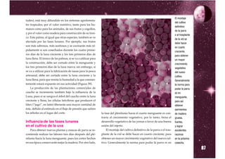 tudes), está muy difundido en los sistemas agroforesta-
                                                                                                                               El montaje

les tropicales, por el valor nutritivo, tanto para los hu-
                                                                                                                               del cultivo

manos como para los animales, de sus frutos y cogollos,
                                                                                                                               definitivo

y por el valor como madera para construcción de su tron-
                                                                                                                               de la parra
                                                                                                                               o el trasplante
co. Esta palma, al igual que otras especies, también se ve
                                                                                                                               de la vid se
afectada por las fases lunares. Por ejemplo, sus frutos
                                                                                                                               debe hacer
son más sabrosos, más aceitosos y se cocinarán más rá-
                                                                                                                               en cuarto
pidamente si son cosechados durante los cuatro prime-
                                                                                                                               creciente,
ros días de la luna creciente y los tres primeros días de                                                                      para obtener
luna llena. El tronco de las palmas, si se va a utilizar para                                                                  un mayor
la construcción, debe ser cortado entre la menguante y                                                                         crecimiento
los tres primeros días de la luna nueva; sin embargo, si                                                                       vegetativo
se va a utilizar para la fabricación de nasas para la pesca                                                                    del nuevo
artesanal, debe ser cortado entre la luna creciente y la                                                                       cultivo.
luna llena, para que resista la humedad a la que constan-                                                                      Generalmente
temente estará expuesto en esa actividad (Figura 39).                                                                          la norma para
    La producción de las plantaciones comerciales de                                                                           podar la parra
caucho se incrementa también bajo la influencia de la                                                                          es en
Luna, pues si se sangra el árbol del caucho entre la luna                                                                      menguante,
creciente y llena, las células laticíferas que producen el                                                                     para así
látex (“jugo”, en latín) liberarán una mayor cantidad de                                                                       obtener
éste, debido al estímulo en el flujo de presión que sufren                                                                     sarmientos
los árboles en el lugar del corte.                              la fase del plenilunio hacia el cuarto menguante es con-       de madera
                                                                traria al crecimiento vegetativo, por lo tanto, frena el       gruesa,
Influencia de las fases lunares                                 desarrollo vegetativo de las yemas a favor de una buena        fuertes,
en el cultivo de la uva                                         unión del injerto.                                             y lograr
    Para obtener nuevas plantas y estacas de parra se re-           El montaje del cultivo definitivo de la parra o el tras-   excelentes
comienda realizar las labores tres días después del ple-        plante de la vid se debe hacer en cuarto creciente, para       racimos
nilunio hacia la luna menguante, pues los cortes hechos         obtener un mayor crecimiento vegetativo del nuevo cul-         en la próxima
en esa época conservarán mejor la madera. Por otro lado,        tivo. Generalmente la norma para podar la parra es en

                                                                                                                                                 87
                                                                                                                               cosecha.
 