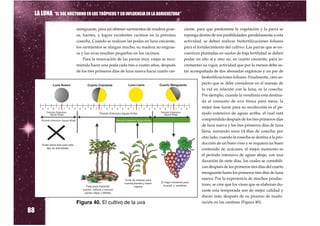 LA LUNA “EL SOL NOCTURNO EN LOS TRÓPICOS Y SU INFLUENCIA EN LA AGRICULTURA”

                      menguante, para así obtener sarmientos de madera grue-      ciente, para que predomine la vegetación y la parra se
                      sa, fuertes, y lograr excelentes racimos en la próxima      reponga dentro de sus posibilidades; paralelamente a esta
                      cosecha. Cuando se realizan las podas en luna creciente,    actividad, se deben realizar biofertilizaciones foliares
                      los sarmientos se alargan mucho, su madera no engrue-       para el fortalecimiento del cultivo. Las parras que se en-
                      sa y las uvas resultan pequeñas en los racimos.             cuentran plantadas en suelos de baja fertilidad se deben
                          Para la renovación de las parras muy viejas se reco-    podar un año sí y otro no, en cuarto creciente, para in-
                      mienda hacer una poda cada tres o cuatro años, después      crementar su vigor, actividad que por lo menos debe es-
                      de los tres primeros días de luna nueva hacia cuarto cre-   tar acompañada de dos abonadas orgánicas y un par de
                                                                                             biofertilizaciones foliares. Finalmente, otro as-
                                                                                             pecto que se debe considerar en el manejo de
                                                                                             la vid en relación con la luna, es la cosecha.
                                                                                             Por ejemplo, cuando la vendimia está destina-
                                                                                             da al consumo de uva fresca para mesa, la
                                                                                             mejor fase lunar para su recolección es el pe-
                                                                                             ríodo extensivo de aguas arriba, el cual está
                                                                                             comprendido después de los tres primeros días
                                                                                             de luna nueva y los tres primeros días de luna
                                                                                             llena, sumando unos 14 días de cosecha; por
                                                                                             otro lado, cuando la cosecha se destina a la pro-
                                                                                             ducción de un buen vino y se requiera un buen
                                                                                             contenido de azúcares, el mejor momento es
                                                                                             el período intensivo de aguas abajo, con una
                                                                                             duración de siete días, los cuales se contabili-
                                                                                             zan después de los primeros tres días del cuarto
                                                                                             menguante hasta los primeros tres días de luna
                                                                                             nueva. Por la experiencia de muchos produc-
                                                                                             tores, se cree que los vinos que se elaboran du-
                                                                                             rante esta temporada son de mejor calidad y
                                                                                             duran más, después de su proceso de madu-
                                                                                             ración en las cantinas (Figura 40).

88
                      Figura 40. El cultivo de la uva
 