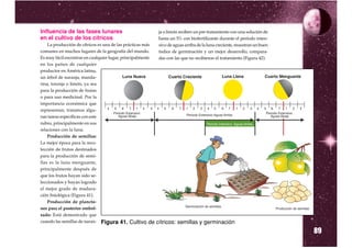 Influencia de las fases lunares                              ja o limón reciben un pre-tratamiento con una solución de
en el cultivo de los cítricos                                hasta un 5% con biofertilizante durante el período inten-
    La producción de cítricos es una de las prácticas más    sivo de aguas arriba de la luna creciente, muestran un buen
comunes en muchos lugares de la geografía del mundo.         índice de germinación y un mejor desarrollo, compara-
Es muy fácil encontrar en cualquier lugar, principalmente    das con las que no recibieron el tratamiento (Figura 42).
en los patios de cualquier
productor en América latina,
un árbol de naranja, manda-
rina, toronja o limón, ya sea
para la producción de frutas
o para uso medicinal. Por la
importancia económica que
representan, tratamos algu-
nas tareas específicas con este
rubro, principalmente en sus
relaciones con la luna.
    Producción de semillas:
La mejor época para la reco-
lección de frutos destinados
para la producción de semi-
llas es la luna menguante,
principalmente después de
que los frutos hayan sido se-
leccionados y hayan logrado
el mejor grado de madura-
ción fisiológica (Figura 41).
    Producción de plancto-
nes para el posterior embol-
sado: Está demostrado que
cuando las semillas de naran- Figura 41. Cultivo de

                                                                                                                           89
                                                            cítricos: semillas y germinación
 