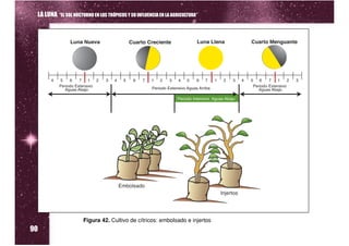 LA LUNA “EL SOL NOCTURNO EN LOS TRÓPICOS Y SU INFLUENCIA EN LA AGRICULTURA”




90
                      Figura 42. Cultivo de cítricos: embolsado e injertos
 