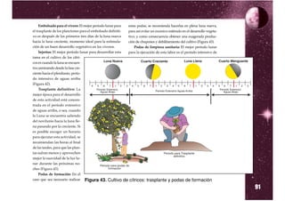 Embolsado para el vivero: El mejor período lunar para      estas podas, se recomienda hacerlas en plena luna nueva,
el trasplante de los planctones para el embolsado definiti-     para así evitar un excesivo estímulo en el desarrollo vegeta-
vo es después de los primeros tres días de la luna nueva        tivo, y como consecuencia obtener una exagerada produc-
hacia la luna creciente, momento ideal para la estimula-        ción de chupones y debilitamiento del cultivo (Figura 43).
ción de un buen desarrollo vegetativo en los viveros.               Podas de limpieza sanitaria: El mejor período lunar
     Injertos: El mejor período lunar para desarrollar esta     para la ejecución de esta labor es el período intensivo de
tarea en el cultivo de los cítri-
cos es cuando la luna se encuen-
tra caminando desde la fase cre-
ciente hacia el plenilunio, perío-
do intensivo de aguas arriba
(Figura 42).
     Trasplante definitivo: La
mejor época para el desarrollo
de esta actividad está concen-
trada en el período extensivo
de aguas arriba, o sea, cuando
la Luna se encuentra saliendo
del novilunio hacia la luna lle-
na pasando por la creciente. Si
es posible escoger un horario
para ejecutar esta actividad, se
recomiendan las horas al final
de las tardes, para que las plan-
tas sufran menos y aprovechen
mejor la suavidad de la luz lu-
nar durante las próximas no-
ches (Figura 43).
     Podas de formación: En el
caso que sea necesario realizar Figura 43. Cultivo

                                                                                                                                91
                                                              de cítricos: trasplante y podas de formación
 