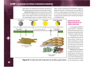 LA LUNA “EL SOL NOCTURNO EN LOS TRÓPICOS Y SU INFLUENCIA EN LA AGRICULTURA”

                          aguas abajo, o sea, después de los primeros tres días de la   bargo, cuando la producción está destinada a largos pe-
                          luna menguante hacia los primeros tres días del novilunio.    ríodos de transporte y de espera para ser consumidos, la
                              Cosecha de frutos: El mejor momento para la cosecha       cosecha se debe programar para después de la luna lle-
                          de los frutos está delimitado por el período intensivo de     na o a partir del período extensivo de aguas momentos
                          aguas arriba, donde los frutos serán más jugosos y visto-     en que los frutos resistirán más al maltrato del transporte
                          sos, principalmente para su consumo en fresco. Sin em-        y la deshidratación.

                                                                                                                   Influencia de las
                                                                                                                   fases lunares en el
                                                                                                                   cultivo del café
                                                                                                                       Los campesinos de México,
                                                                                                                   Centroamérica, Colombia y
                                                                                                                   Brasil, entre otros, se han carac-
                                                                                                                   terizado por las prácticas tradi-
                                                                                                                   cionales en el cultivo del café.
                                                                                                                       El desarrollo de la caficul-
                                                                                                                   tura comprende una serie de
                                                                                                                   tareas para las cuales los pe-
                                                                                                                   queños productores conside-
                                                                                                                   ran, en la mayoría de los casos,
                                                                                                                   las diferentes fases lunares
                                                                                                                   para ejecutarlas; entre las ta-
                                                                                                                   reas podemos destacar:
                                                                                                                       Producción de semillas:
                                                                                                                   La mejor fase lunar para co-
                                                                                                                   sechar granos de café con la
                                                                                                                   finalidad de producir semillas
                                                                                                                   es el cuarto menguante hacia
                                                                                                                   la luna nueva, pues los frutos
                                                                                                                   ya han pasado por el mejor

92
                          Figura 44. El cultivo del café: producción de semillas y germinación
 
