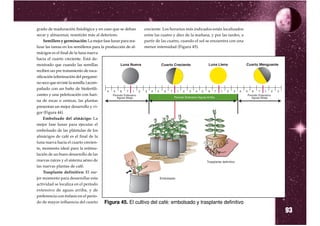 grado de maduración fisiológica y en caso que se deban       creciente. Los horarios más indicados están localizados
secar y almacenar, resistirán más al deterioro.              entre las cuatro y diez de la mañana, y por las tardes, a
     Semillero y germinación: La mejor fase lunar para rea-  partir de las cuatro, cuando el sol se encuentra con una
lizar las tareas en los semilleros para la producción de al- menor intensidad (Figura 45).
mácigos es el final de la luna nueva
hacia el cuarto creciente. Está de-
mostrado que cuando las semillas
reciben un pre tratamiento de esca-
rificación (eliminación del pergami-
no seco que reviste la semilla ) acom-
pañado con un baño de biofertili-
zantes y una peletización con hari-
na de rocas o cenizas, las plantas
presentan un mejor desarrollo y vi-
gor (Figura 44).
     Embolsado del almácigo: La
mejor fase lunar para ejecutar el
embolsado de las plántulas de los
almácigos de café es el final de la
luna nueva hacia el cuarto crecien-
te, momento ideal para la estimu-
lación de un buen desarrollo de las
nuevas raíces y el sistema aéreo de
las nuevas plantas de café.
     Trasplante definitivo: El me-
jor momento para desarrollar esta
actividad se localiza en el período
extensivo de aguas arriba, y de
preferencia con énfasis en el perío-
do de mayor influencia del cuarto

                                                                                                                         93
                                          Figura 45. El cultivo del café: embolsado y trasplante definitivo
 