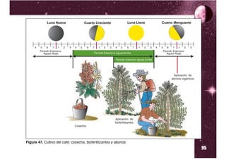 95
Figura 47. Cultivo del café: cosecha, biofertilizantes y abonos
 