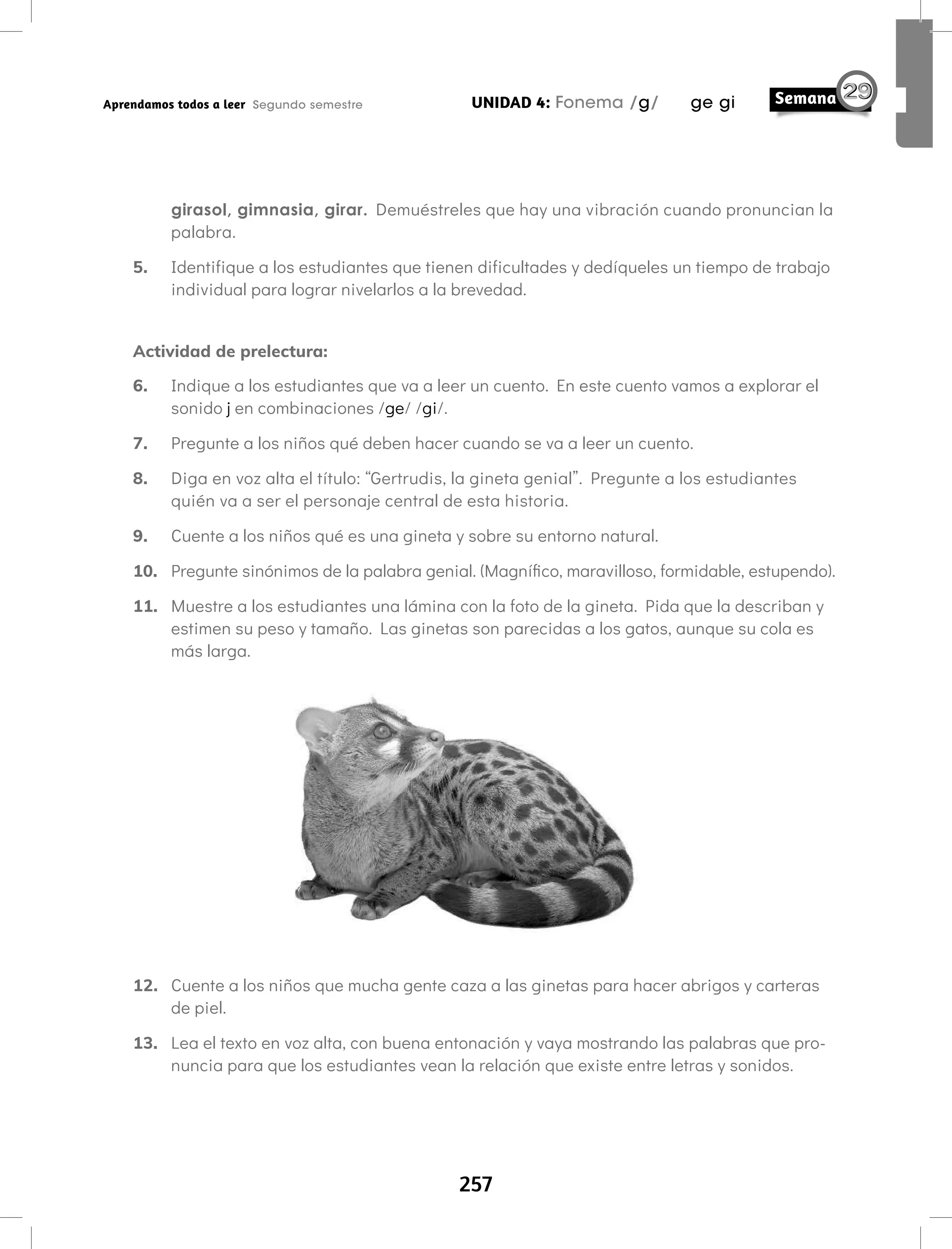 257
UNIDAD 4: Fonema /g/ ge gi
Aprendamos todos a leer Segundo semestre
girasol, gimnasia, girar. Demuéstreles que hay una vibración cuando pronuncian la
palabra.
5. Identifique a los estudiantes que tienen dificultades y dedíqueles un tiempo de trabajo
individual para lograr nivelarlos a la brevedad.
Actividad de prelectura:
6. Indique a los estudiantes que va a leer un cuento. En este cuento vamos a explorar el
sonido j en combinaciones /ge/ /gi/.
7. Pregunte a los niños qué deben hacer cuando se va a leer un cuento.
8. Diga en voz alta el título: “Gertrudis, la gineta genial”. Pregunte a los estudiantes
quién va a ser el personaje central de esta historia.
9. Cuente a los niños qué es una gineta y sobre su entorno natural.
10. Pregunte sinónimos de la palabra genial. (Magnífico, maravilloso, formidable, estupendo).
11. Muestre a los estudiantes una lámina con la foto de la gineta. Pida que la describan y
estimen su peso y tamaño. Las ginetas son parecidas a los gatos, aunque su cola es
más larga.
12. Cuente a los niños que mucha gente caza a las ginetas para hacer abrigos y carteras
de piel.
13. Lea el texto en voz alta, con buena entonación y vaya mostrando las palabras que pro-
nuncia para que los estudiantes vean la relación que existe entre letras y sonidos.
 
