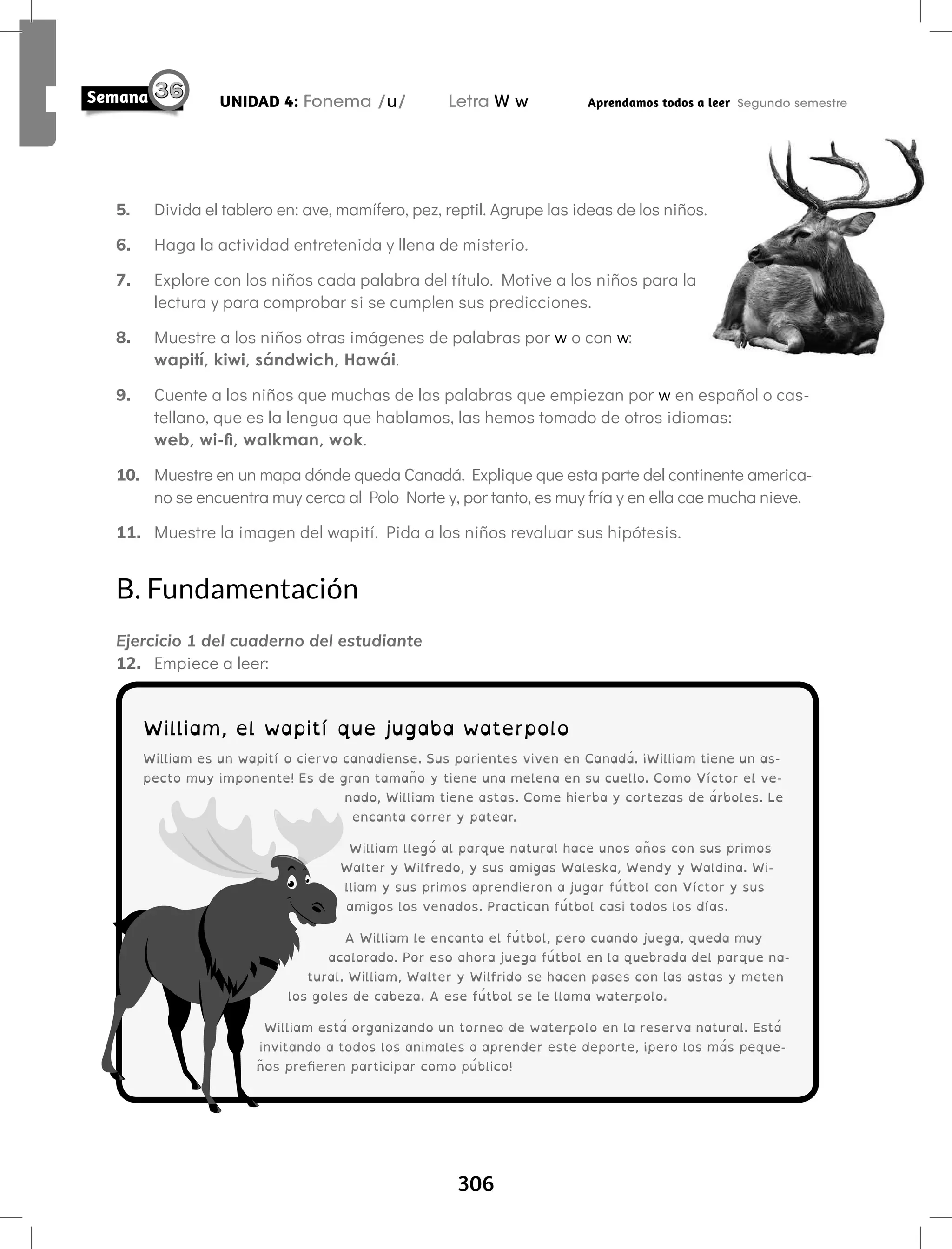 306
UNIDAD 4: Fonema /u/ Letra W w Aprendamos todos a leer Segundo semestre
5. Divida el tablero en: ave, mamífero, pez, reptil. Agrupe las ideas de los niños.
6. Haga la actividad entretenida y llena de misterio.
7. Explore con los niños cada palabra del título. Motive a los niños para la
lectura y para comprobar si se cumplen sus predicciones.
8. Muestre a los niños otras imágenes de palabras por w o con w:
wapití, kiwi, sándwich, Hawái.
9. Cuente a los niños que muchas de las palabras que empiezan por w en español o cas-
tellano, que es la lengua que hablamos, las hemos tomado de otros idiomas:
web, wi-fi, walkman, wok.
10. Muestre en un mapa dónde queda Canadá. Explique que esta parte del continente america-
no se encuentra muy cerca al Polo Norte y, por tanto, es muy fría y en ella cae mucha nieve.
11. Muestre la imagen del wapití. Pida a los niños revaluar sus hipótesis.
B. Fundamentación
Ejercicio 1 del cuaderno del estudiante
12. Empiece a leer:
William, el wapití que jugaba waterpolo
William es un wapití o ciervo canadiense. Sus parientes viven en Canadá. ¡William tiene un as-
pecto muy imponente! Es de gran tamaño y tiene una melena en su cuello. Como Víctor el ve-
nado, William tiene astas. Come hierba y cortezas de árboles. Le
encanta correr y patear.
William llegó al parque natural hace unos años con sus primos
Walter y Wilfredo, y sus amigas Waleska, Wendy y Waldina. Wi-
lliam y sus primos aprendieron a jugar fútbol con Víctor y sus
amigos los venados. Practican fútbol casi todos los días.
A William le encanta el fútbol, pero cuando juega, queda muy
acalorado. Por eso ahora juega fútbol en la quebrada del parque na-
tural. William, Walter y Wilfrido se hacen pases con las astas y meten
los goles de cabeza. A ese fútbol se le llama waterpolo.
William está organizando un torneo de waterpolo en la reserva natural. Está
invitando a todos los animales a aprender este deporte, ¡pero los más peque-
ños prefieren participar como público!
 