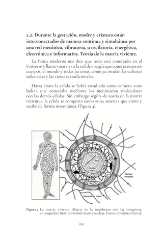 111
2.2. Durante la gestación, madre y criatura están
interconectados de manera continua y simultánea por
una red mecánica, vibratoria, u oscilatoria, energética,
electrónica e informativa. Teoría de la matriz viviente.
La Física moderna nos dice que todo está conectado en el
Universo y llama «matriz» a la red de energía que conecta nuestros
cuerpos, el mundo y todas las cosas, como ya intuían las culturas
milenarias y las ciencias tradicionales.
Hasta ahora la célula se había estudiado como si fuera «una
bolsa» que conectaba mediante los mecanismos moleculares
con las demás células. Sin embargo según «la teoría de la matriz
viviente», la célula se comporta como «una antena» que emite y
recibe de forma instantánea. (Figura 4).
Figura 4. La matriz viviente. Matriz de la membrana con las integrinas;
citoesqueleto (microtúbulos); matriz nuclear. Fuente: Oschman (2012).
 
