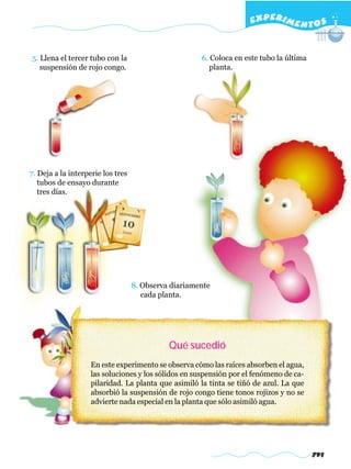 791
Qué sucedió
En este experimento se observa cómo las raíces absorben el agua,
las soluciones y los sólidos en suspensión por el fenómeno de ca-
pilaridad. La planta que asimiló la tinta se tiñó de azul. La que
absorbió la suspensión de rojo congo tiene tonos rojizos y no se
advierte nada especial en la planta que sólo asimiló agua.
5. Llena el tercer tubo con la
suspensión de rojo congo.
6. Coloca en este tubo la última
planta.
7. Deja a la interperie los tres
tubos de ensayo durante
tres días.
8. Observa diariamente
cada planta.
EXPERIMENTOS
 