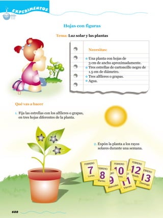 EXPERIMENTOS
688
Hojas con figuras
Tema: Luz solar y las plantas
1. Fija las estrellas con los alfileres o grapas,
en tres hojas diferentes de la planta.
Qué vas a hacer
Una planta con hojas de
3 cm de ancho aproximadamente.
Tres estrellas de cartoncillo negro de
1.5 cm de diámetro.
Tres alfileres o grapas.
Agua.
Necesitas:
2. Expón la planta a los rayos
solares durante una semana.
 