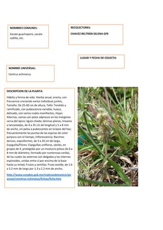DESCRIPCION DE LA PLANTA:
Hábito y forma de vida: Hierba anual, erecta, con
frecuencia creciendo varios individuos juntos,
Tamaño: De 25-60 cm de altura, Tallo: Tendido y
ramificado, con pubescencia variable, hueco,
delicado, con varios nudos manifiestos, Hojas:
Alternas, vainas con pelos adpresos en los márgenes
cerca del ápice; lígula ciliada; láminas planas, lineares
a lanceoladas, de 4 a 35 cm de longitud y 5 a 8 mm
de ancho, sin pelos a pubescentes en la base del haz;
frecuentemente las puntas de las espinas de color
púrpura con el tiempo, Inflorescencia: Racimos
densos, espiciformes, de 3 a 10 cm de largo,
Espiguilla/Flores: Espiguillas unifloras, sésiles, en
grupos de 4, protegidas por un involucro piloso de 6 a
8 mm de diámetro, formado por numerosas cerdas,
de las cuales las externas son delgadas y las internas
espinoides, unidas entre sí por encima de la base
hasta su mitad, Frutos y semillas: Fruto ovoide, de 1.6
a 3.2 mm de largo por 1.3 a 2.2 mm de ancho.
http://www.conabio.gob.mx/malezasdemexico/po
aceae/cenchrus-echinatus/fichas/ficha.htm
NOMBRES COMUNES:
Zacate guachapore, zacate
cadillo, etc.
NOMBRE UNIVERSAL:
Centrus echinarus.
RECOLECTORES:
CHAVEZ BELTRÁN SELENA GPE
LUGAR Y FECHA DE COLECTA:
 