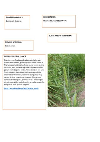 DESCRIPCION DE LA PLANTA:
Gramínea ramificada desde abajo, con tallos que
suelen ser acodados, glabros y lisos. Puede tomar al
final una coloración rojiza. Hojas con el nervio central
resaltado, muy estriadas y glabras. Lígula sustituida
por un anillo de pelos cortos. Vaina también con una
franja de pelos. La inflorescencia es una panícula
cilíndrica verde o rojiza, donde las espiguillas, muy
densas ocultan totalmente el raquis. Glumas más
cortas que la espiguilla, provista de 1-3 pelos largos
con dientes rígidos hacia delante. Al madurar caen las
espiguillas, pero quedan los pelos.
https://es.wikipedia.org/wiki/Setaria_viridis
NOMBRES COMUNES:
Zacate cola de zorra.
NOMBRE UNIVERSAL:
Setaria viridis
RECOLECTORES:
CHAVEZ BELTRÁN SELENA GPE
LUGAR Y FECHA DE COLECTA:
 