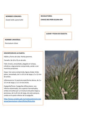 DESCRIPCION DE LA PLANTA:
Hábito y forma de vida: Hierba perenne.
Tamaño: De 10 a 70 cm de alto.
Tallo: Erecto, amacollado, plegado en la base,
cilíndrico a ligeramente comprimido, verde o con
manchas purpúreas.
Hojas: Con vaina comprimida, lígula ciliada; limbo
plano, lanceolado, de 3 a 10 cm de largo y 5 a 12 mm
de ancho.
Inflorescencia: En panícula espiciforme densa, de 2 a
12 cm de largo y 1 a 2 cm de ancho.
Espiguilla/Flores: Espiguillas biflosculares: una
inferior estaminada, otra superior hermafrodita,
ambas envueltas por un involucro de pelos largos y
plumosos, de 6 a 8 mm de largo, de color púrpura,
unidos en la parte inferior de la espiguilla.
http://www.conabio.gob.mx/malezasdemexico/po
aceae/pennisetum-ciliare/fichas/ficha.htm
NOMBRES COMUNES:
Zacate bufel, pasto bufel
NOMBRE UNIVERSAL:
Pennisetum ciliare
RECOLECTORES:
CHAVEZ BELTRÁN SELENA GPE
LUGAR Y FECHA DE COLECTA:
 