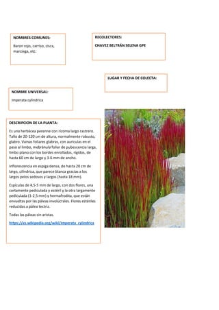 DESCRIPCION DE LA PLANTA:
Es una herbácea perenne con rizoma largo rastrero.
Tallo de 20-120 cm de altura, normalmente robusto,
glabro. Vainas foliares glabras, con aurículas en el
paso al limbo, mebránula foliar de pubescencia larga,
limbo plano con los bordes enrollados, rígidos, de
hasta 60 cm de largo y 3-6 mm de ancho.
Inflorescencia en espiga densa, de hasta 20 cm de
largo, cilíndrica, que parece blanca gracias a los
largos pelos sedosos y largos (hasta 18 mm).
Espículas de 4,5-5 mm de largo, con dos flores, una
cortamente pediculada y estéril y la otra largamente
pediculada (1-2,5 mm) y hermafrodita, que están
envueltas por las páleas involúcrales. Flores estériles
reducidas a pálea tectriz.
Todas las páleas sin aristas.
https://es.wikipedia.org/wiki/Imperata_cylindrica
NOMBRES COMUNES:
Baron rojo, carriso, cisca,
marciega, etc.
NOMBRE UNIVERSAL:
Imperata cylindrica
RECOLECTORES:
CHAVEZ BELTRÁN SELENA GPE
LUGAR Y FECHA DE COLECTA:
 