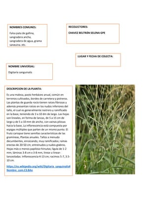 DESCRIPCION DE LA PLANTA:
Es una maleza, pasto herbáceo anual, común en
terrenos cultivados, bordes de carretera y potreros.
Las plantas de guarda rocío tienen raíces fibrosas y
además presentan raíces en los nudos inferiores del
tallo, el cual es generalmente rastrero y ramificado
en la base, teniendo de 3 a 10 dm de largo. Las hojas
son lineales, en forma de lanzas, de 5 a 15 cm de
largo y de 5 a 10 mm de ancho, con vainas pilosas
hacia la base, La inflorescencia está compuesta por
espigas múltiples que parten de un mismo punto. El
fruto cariopse tiene semillas características de las
gramíneas, Plantas anuales. Tallos a menudo
decumbentes, enraizando, muy ramificados; ramas
erectas de 20-50 cm; entrenudos y nudos glabros.
Hojas más o menos papiloso-hirsutas; lígula de 1-2
mm; láminas 3-8 cm x 3-8 mm, linear a linear-
lanceoladas. Inflorescencia 4-13 cm; racimos 5-7, 3.5-
10 cm.
https://es.wikipedia.org/wiki/Digitaria_sanguinalis#
Nombre_com.C3.BAn
NOMBRES COMUNES:
Falsa pata de gallina,
sangradera ancha,
sangradera de agua, grama
sanguina, etc.
NOMBRE UNIVERSAL:
Digitaría sanguinalis
RECOLECTORES:
CHAVEZ BELTRÁN SELENA GPE
LUGAR Y FECHA DE COLECTA:
 