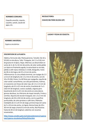 DESCRIPCION DE LA PLANTA:
Hábito y forma de vida: Planta perenne, Tamaño: De 10 a
50 (65) cm de altura, Tallo: Triangular, de 1.5 a 3 (4) mm
de grueso en el ápice, Hojas: Alternas y se desarrollan en
series de 3; de 3 a 10 mm de ancho, de color verde pálido
y el ápice es finamente agudo; la vaina basal es cerrada,
pálida a café-rojizo; brácteas 2 a 6 (8), desiguales, hasta
de 28 cm de largo y de 0.5 a 6 mm de ancho,
Inflorescencia: Es una umbela terminal, con espigas de 1.5
a 2.6 cm de longitud y de 1.5 a 4.6 cm de ancho, con (5)
10 a 25 (50), Flores: 6 a 40 flores por espiguilla, raquilla de
color verde o amarillento, con alas persistentes, hialinas,
en ocasiones con líneas de color rojo, de 1.3 a 1.5 mm de
longitud y de 0.3 a 0.5 mm de ancho, bractéola de 3 a 5
(10) mm de longitud, a veces caudada, angosta pero
basalmente de 0.3 a 0.5 mm de ancho en vista lateral,
glumas deciduas, las inferiores de mayor tamaño, Frutos y
semillas: Aquenio de sección triangular, de 1.3 a 2 mm de
longitud y de 0.6 a 0.8 mm de ancho, con la superficie
punticulada, de color grisáceo o café claro, Plántulas:
Coleóptilo de 3.5 a 8 mm de largo; primera hoja con vaina
de 5 a 10 mm de ancho, sin lígula, lámina linear de 20 a
30 mm de largo y hasta 0.5 mm de ancho, Raíz Rizomas
hasta de 20 cm de longitud, cubiertos con escamas
envainantes.
http://www.conabio.gob.mx/malezasdemexico/cyperac
eae/cyperus-esculentus/fichas/ficha.htm
NOMBRES COMUNES:
Coquillo amarillo, coquito,
coyolito, cotufa, zacate de
agua, etc.
NOMBRE UNIVERSAL:
Cyperus esculentus
RECOLECTORES:
CHAVEZ BELTRÁN SELENA GPE
LUGAR Y FECHA DE COLECTA:
 
