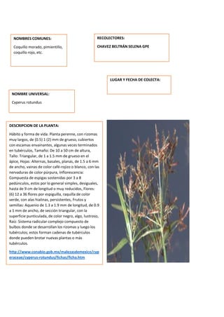 DESCRIPCION DE LA PLANTA:
Hábito y forma de vida: Planta perenne, con rizomas
muy largos, de (0.5) 1 (2) mm de grueso, cubiertos
con escamas envainantes, algunas veces terminados
en tubérculos, Tamaño: De 10 a 50 cm de altura,
Tallo: Triangular, de 1 a 1.5 mm de grueso en el
ápice, Hojas: Alternas, basales, planas, de 1.5 a 6 mm
de ancho, vainas de color café-rojizo o blanco, con las
nervaduras de color púrpura, Inflorescencia:
Compuesta de espigas sostenidas por 3 a 8
pedúnculos, estos por lo general simples, desiguales,
hasta de 9 cm de longitud o muy reducidos, Flores:
(6) 12 a 36 flores por espiguilla, raquilla de color
verde, con alas hialinas, persistentes, Frutos y
semillas: Aquenio de 1.3 a 1.9 mm de longitud, de 0.9
a 1 mm de ancho, de sección triangular, con la
superficie punticulada, de color negro, algo, lustroso,
Raíz: Sistema radicular complejo compuesto de
bulbos donde se desarrollan los rizomas y luego los
tubérculos; estos forman cadenas de tubérculos
donde pueden brotar nuevas plantas o más
tubérculos.
http://www.conabio.gob.mx/malezasdemexico/cyp
eraceae/cyperus-rotundus/fichas/ficha.htm
NOMBRES COMUNES:
Coquillo morado, pimientillo,
coquillo rojo, etc.
NOMBRE UNIVERSAL:
Cyperus rotundus
RECOLECTORES:
CHAVEZ BELTRÁN SELENA GPE
LUGAR Y FECHA DE COLECTA:
 