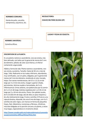 DESCRIPCION DE LA PLANTA:
Es una planta rastrera o ascendente, rara vez erecta, más
bien delicado, con tallos por lo general de menos de 5 mm
de diámetro; pétalos de color azul intenso, el inferior
cortamente unguiculado
Hábito y forma de vida: Planta rastrera a ascendente, rara
vez erecta, suculenta, Tamaño: Hasta de 50 cm o más de
largo, Tallo: Radicante en los nudos inferiores, abundantes,
muy ramificados, casi sin pelos, delgados, por lo general de
menos de 5 mm de diámetro, tendiendo al color morado,
Hojas: Con vainas membranosas, de 0.5 a 1 (1.5) cm de
largo por 3 a 4 mm de ancho, margen superior ciliado,
persistentes, láminas ovadas a lanceoladas, de 2 a 6,
Inflorescencia: Cimas axilares, con pedúnculos por lo común
de 1 a 5 cm de largo, bráctea espatácea de 1 a 2 (3) cm de
largo por 5 a 10 mm de ancho, Flores: Con pétalos azules,
de 4 a 6 (10) mm de largo, dos de ellos un poco mayores y
de uña relativamente larga, Frutos y semillas: El fruto es una
cápsula bivalva, elipsoide, de unos 6 mm de largo, con 4 o 5
semillas de color negro, con marcas en forma de pequeños
hoyos, Raíz: Adventicia, numerosas y fibrosas, cilíndricas,
más bien delgadas en la porción cercana a la planta, a veces
muy largas, engrosándose en el extremo distal.
http://www.conabio.gob.mx/malezasdemexico/commelin
aceae/commelina-diffusa/fichas/ficha.htm
NOMBRES COMUNES:
Hierba de pollo, canutillo,
siempreviva, coyuntura, etc.
NOMBRE UNIVERSAL:
Comelina difusa.
RECOLECTORES:
CHAVEZ BELTRÁN SELENA GPE
LUGAR Y FECHA DE COLECTA:
 