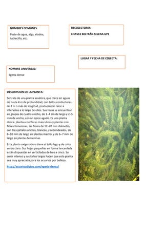 DESCRIPCION DE LA PLANTA:
Se trata de una planta acuática, que crece en aguas
de hasta 4 m de profundidad, con tallos conductores
de 2 m o más de longitud, produciendo raíce a
intervalos a lo largo de ellos. Sus hojas se encuentran
en grupos de cuatro a ocho, de 1–4 cm de largo y 2–5
mm de ancho, con un ápice agudo. Es una planta
dioica: plantas con flores masculinas y plantas con
flores femeninas; las flores de 12–20 mm diámetro,
con tres pétalos anchos, blancos, y redondeados, de
8–10 mm de largo en plantas macho, y de 6–7 mm de
largo en plantas femeninas.
Esta planta oxigenadora tiene el tallo lago y de color
verde claro. Sus hojas pequeñas en forma lanceolada
están dispuestas en verticiladas de tres a cinco. Su
color intenso y sus tallos largos hacen que esta planta
sea muy apreciada para los acuarios por belleza.
http://acuarioadictos.com/egeria-densa/
NOMBRES COMUNES:
Peste de agua, alga, elodea,
luchecillo, etc.
NOMBRE UNIVERSAL:
Egeria dense
RECOLECTORES:
CHAVEZ BELTRÁN SELENA GPE
LUGAR Y FECHA DE COLECTA:
 
